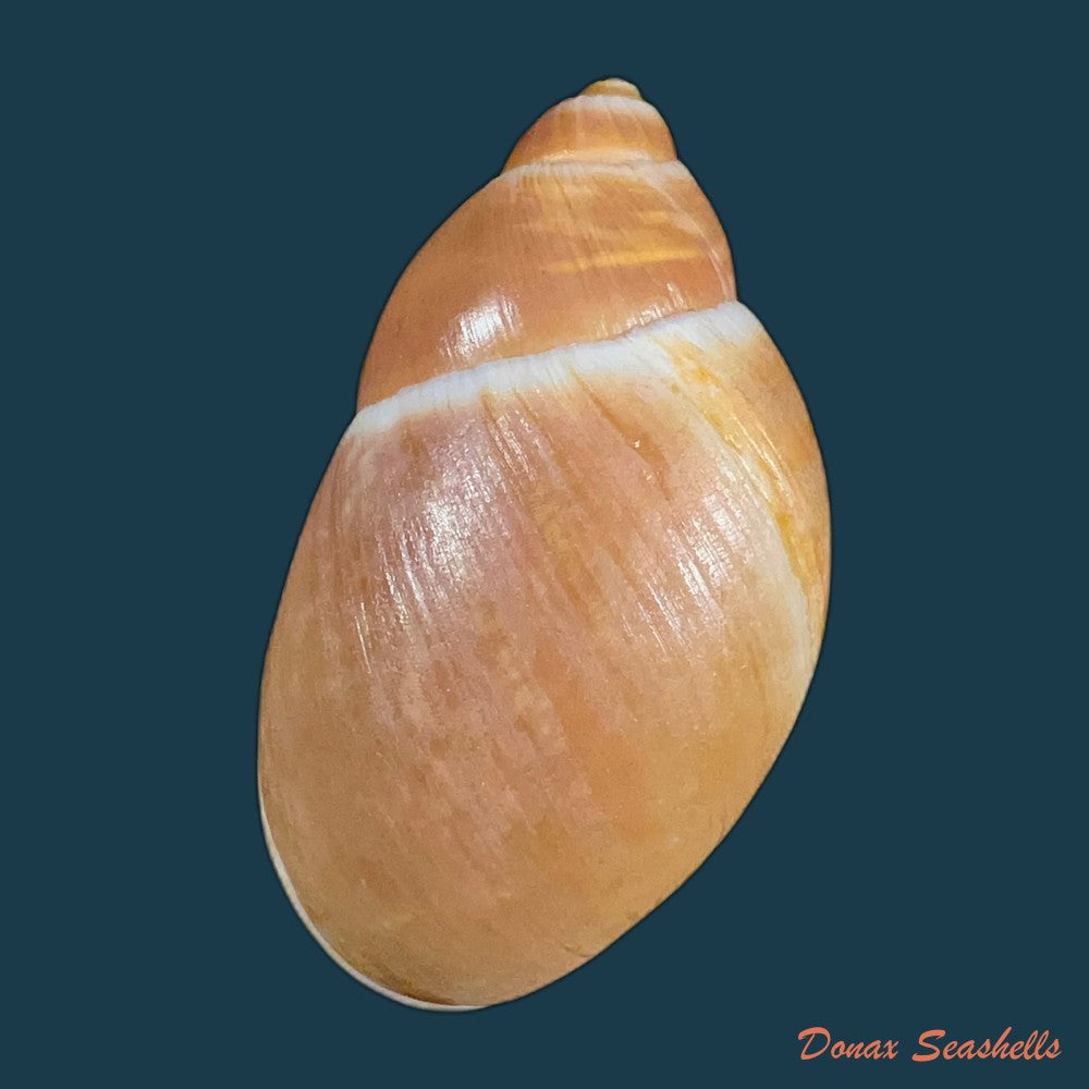 megalobulimus-yporanganus-pilsbry-ihering-1901-72-2mm-copia