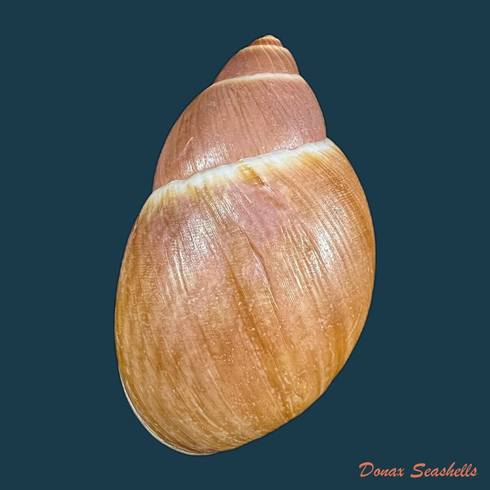 megalobulimus-yporanganus-pilsbry-ihering-1901-76-5mm-copia