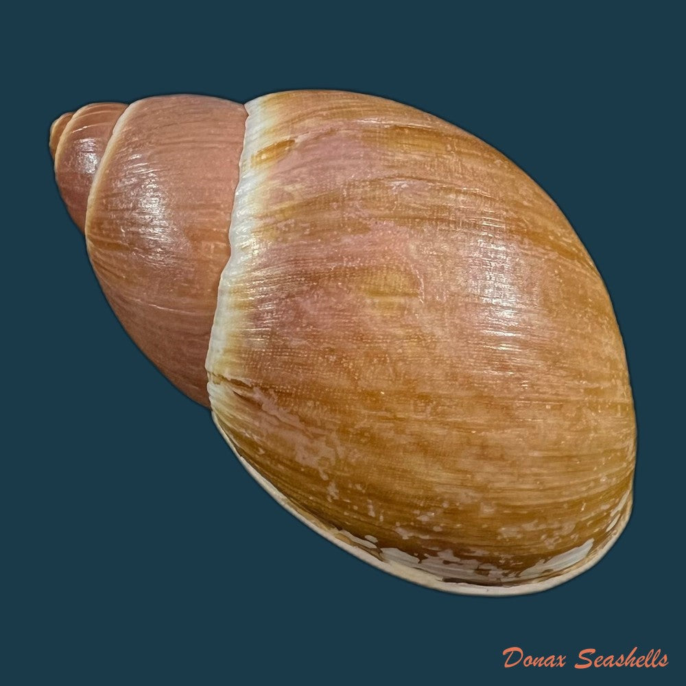megalobulimus-yporanganus-pilsbry-ihering-1901-76-5mm-copia