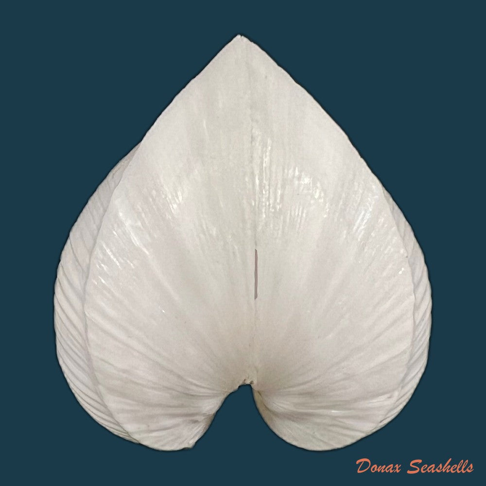 meiocardia-moltkiana-gmelin-1791-31-7mm-copia