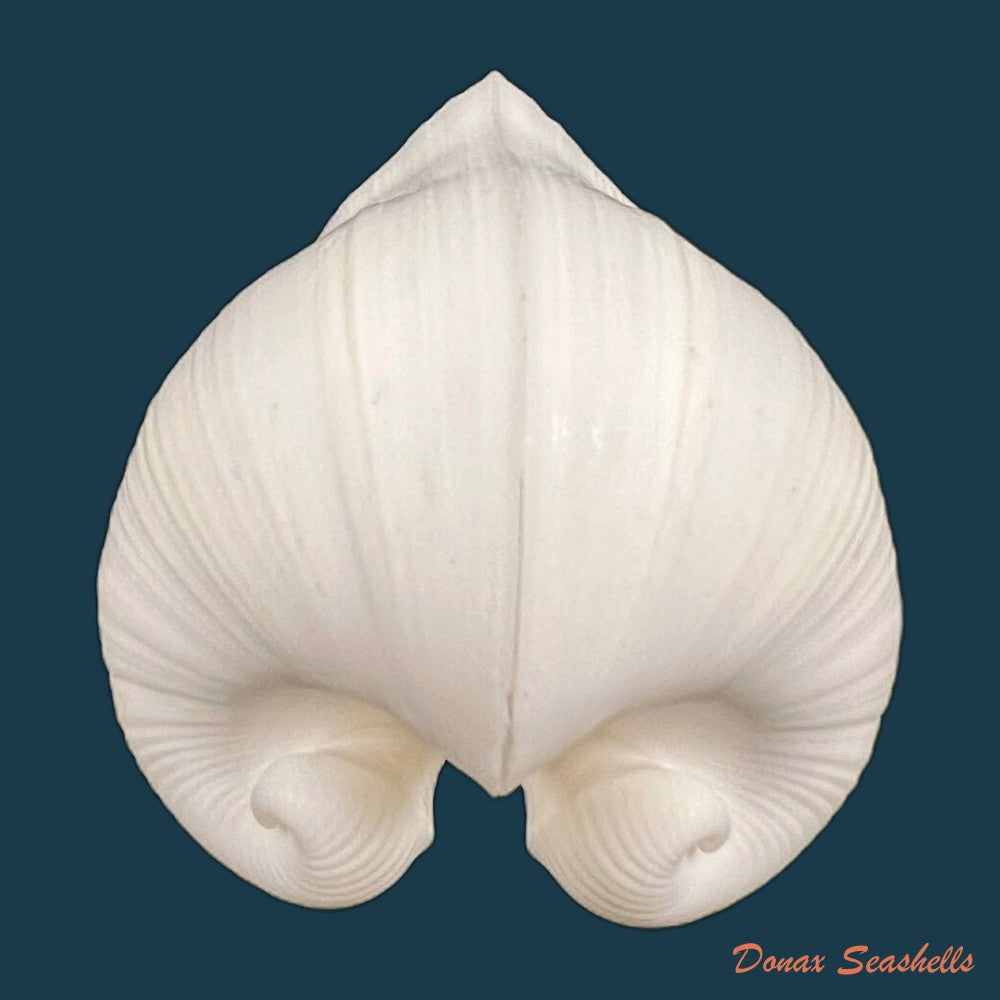 meiocardia-moltkiana-gmelin-1791-33-8mm-copia