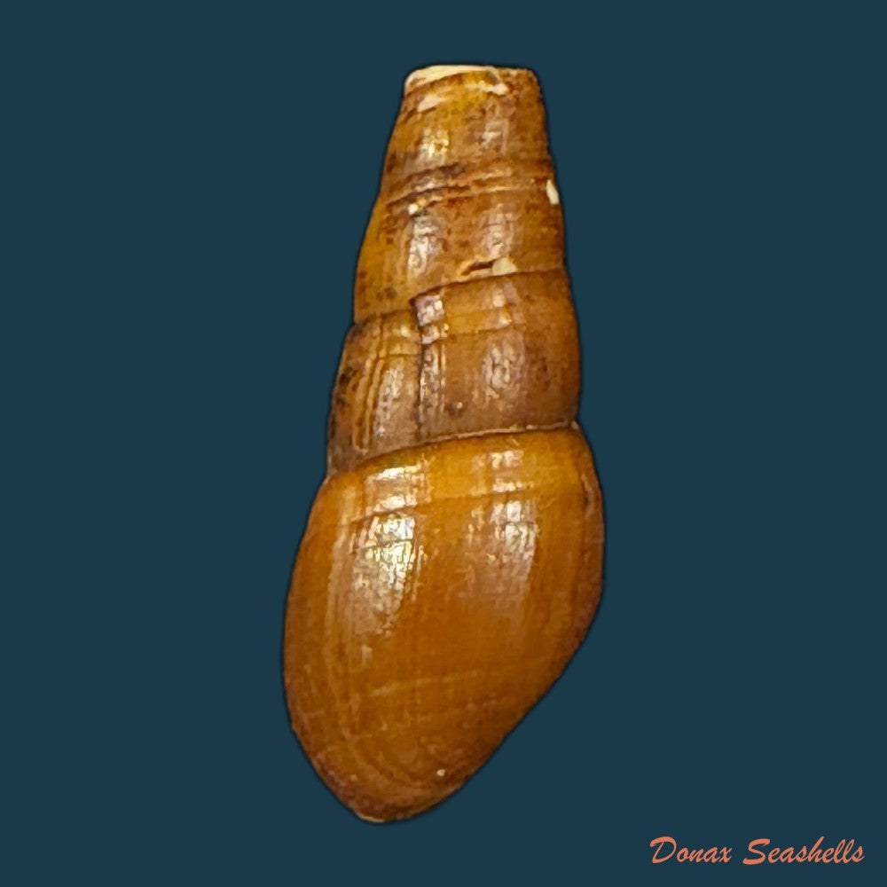melania-pantherina-von-dem-busch-1858-20-1mm-copia