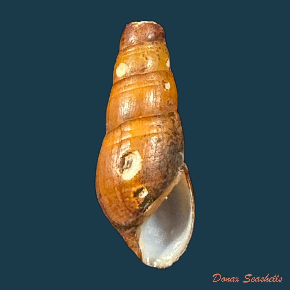 melania-pantherina-von-dem-busch-1858-20-1mm-copia