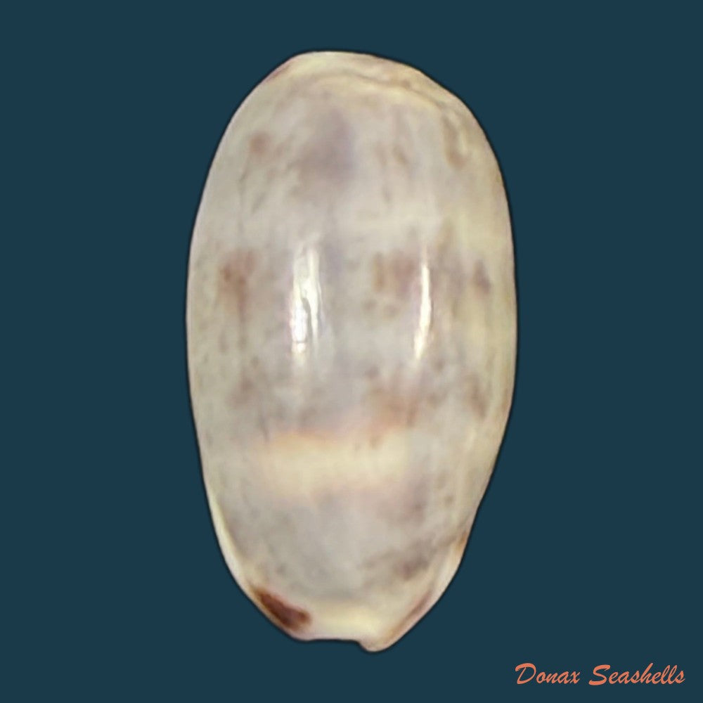melicerona-felina-gmelin-1791-14-4mm-copia