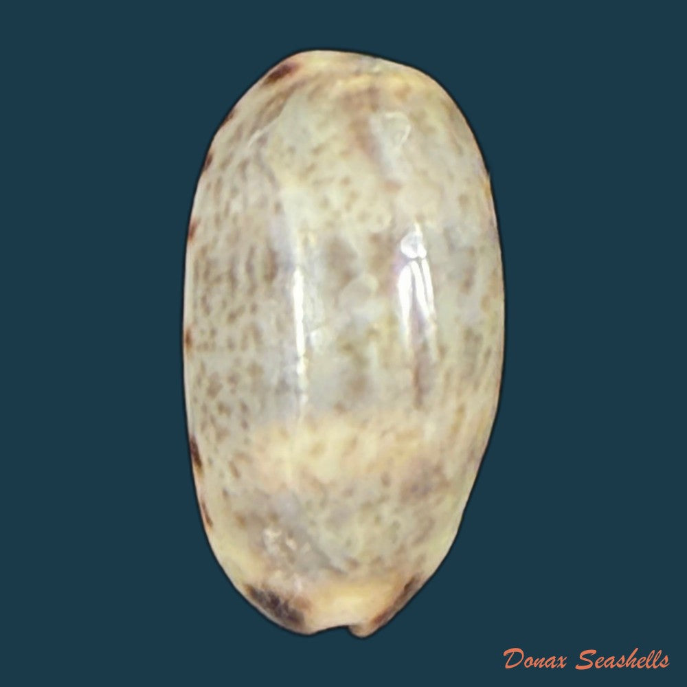 melicerona-felina-gmelin-1791-14-6mm-copia