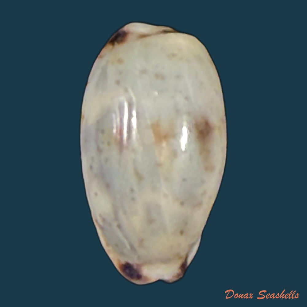 melicerona-listeri-gray-1824-15-7mm-copia