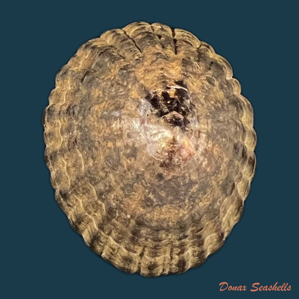 menathais-bimaculata-jonas-1845-48-6mm-copia