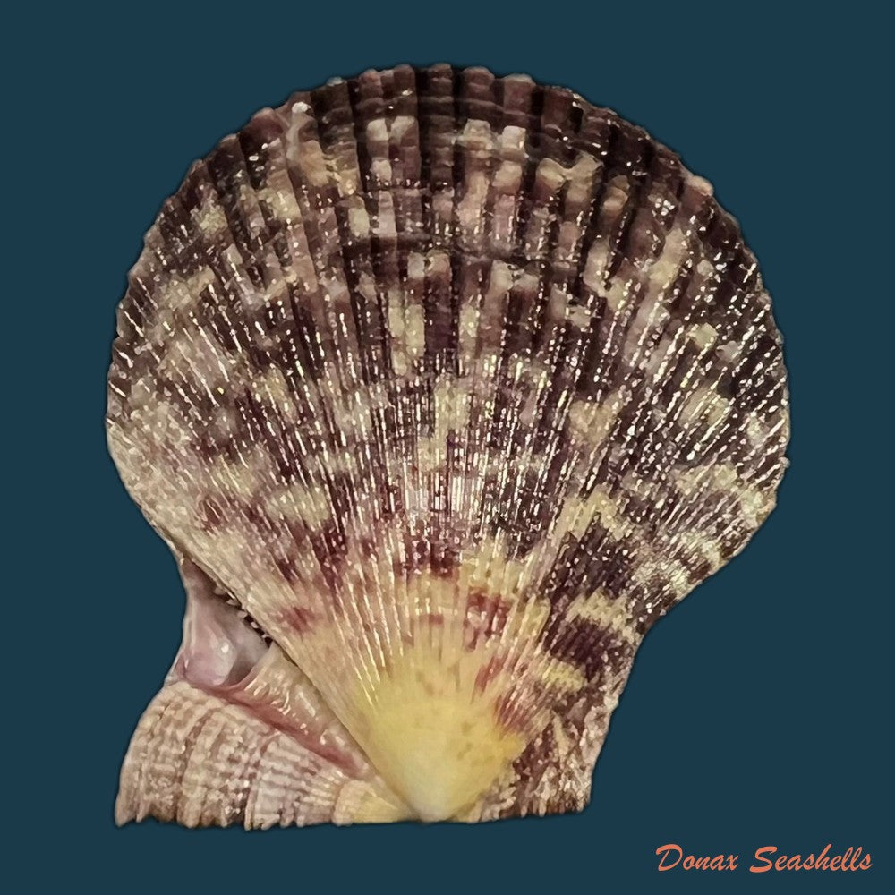 mimachlamys-varia-linnaeus-1758-40-1mm-copia
