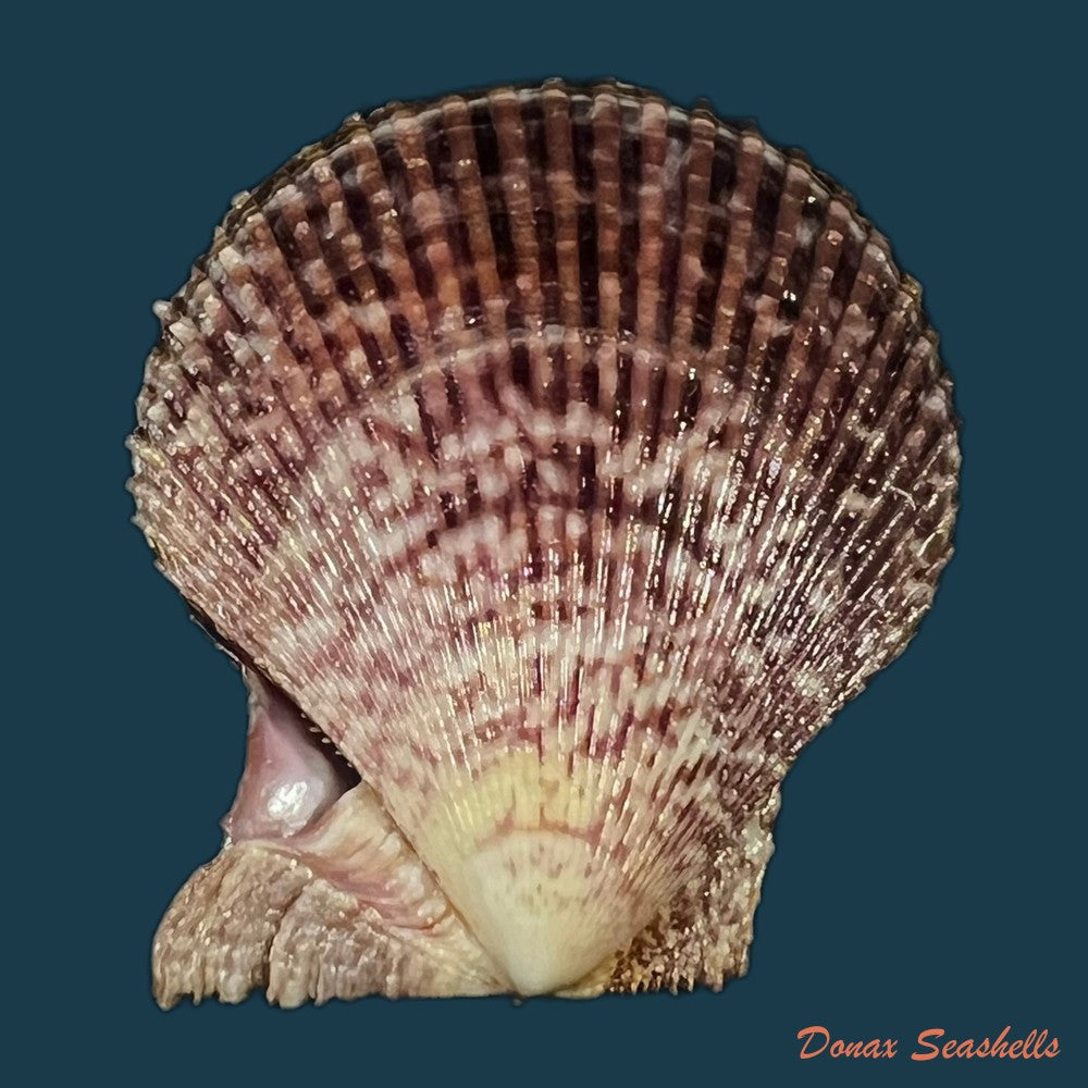 mimachlamys-varia-linnaeus-1758-45-1mm-copia