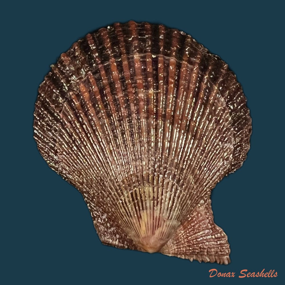 mimachlamys-varia-linnaeus-1758-48-2mm-copia