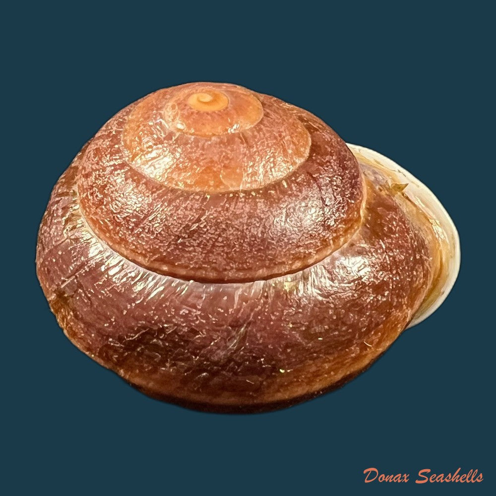 moellendorffia-eastlakeana-mollendorff-1882-21-4mm-copia