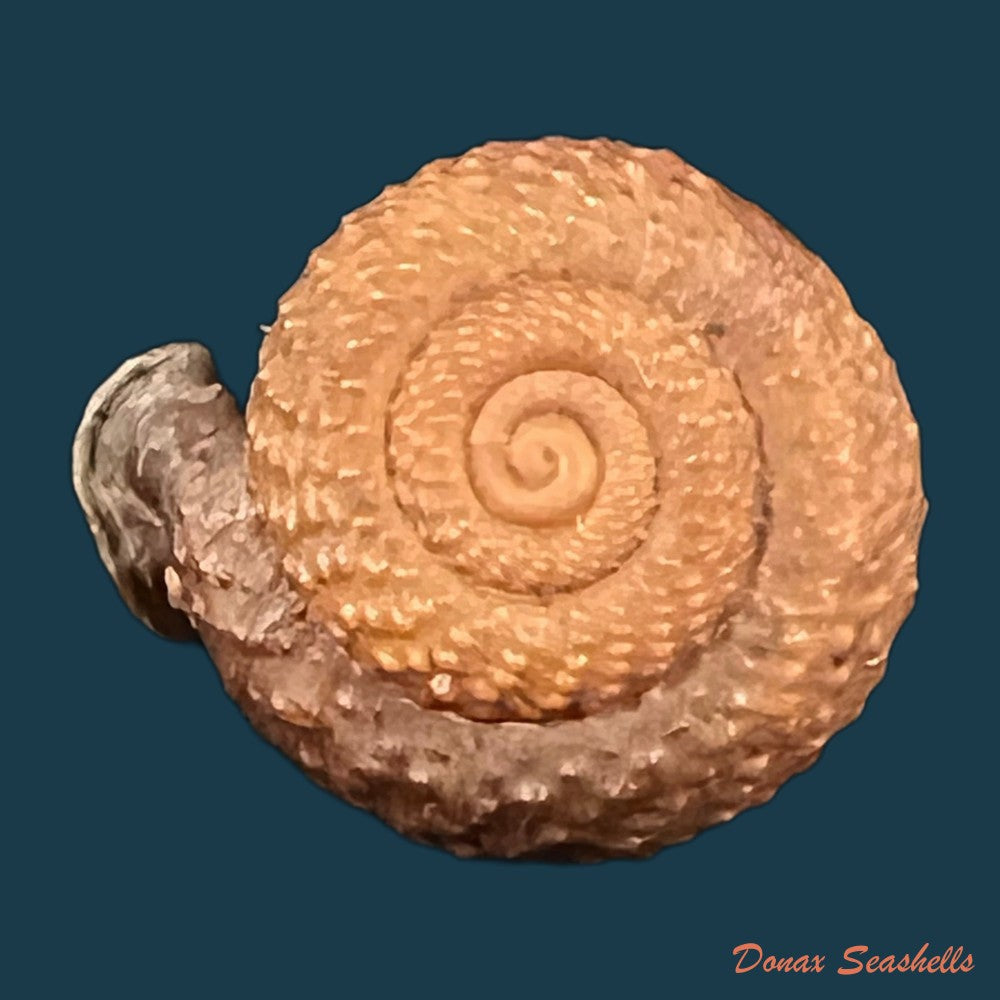moellendorffia-loxotata-mabille-1887-18-1mm-copia-1