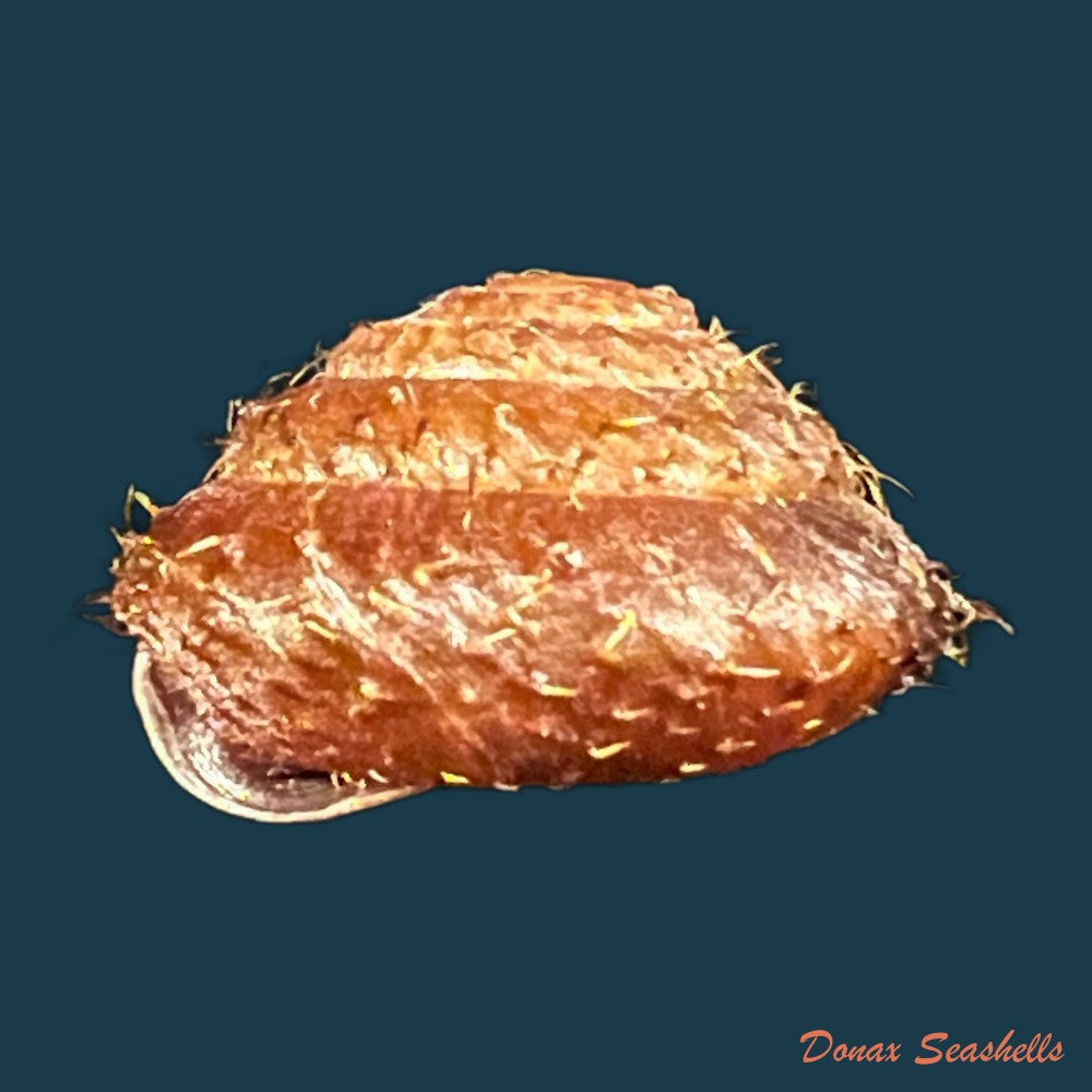 moellendorffia-loxotata-mabille-1887-18-5mm-copia
