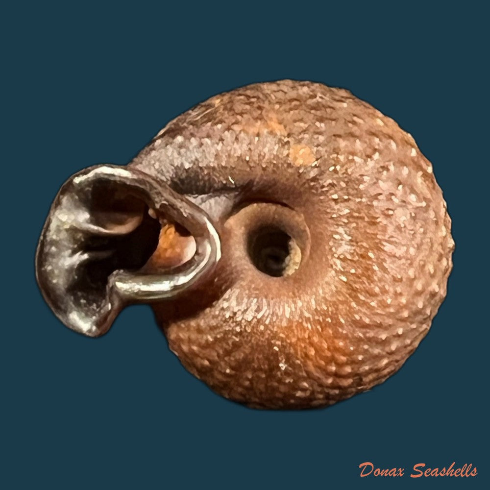moellendorffia-loxotata-mabille-1887-19-9mm-copia