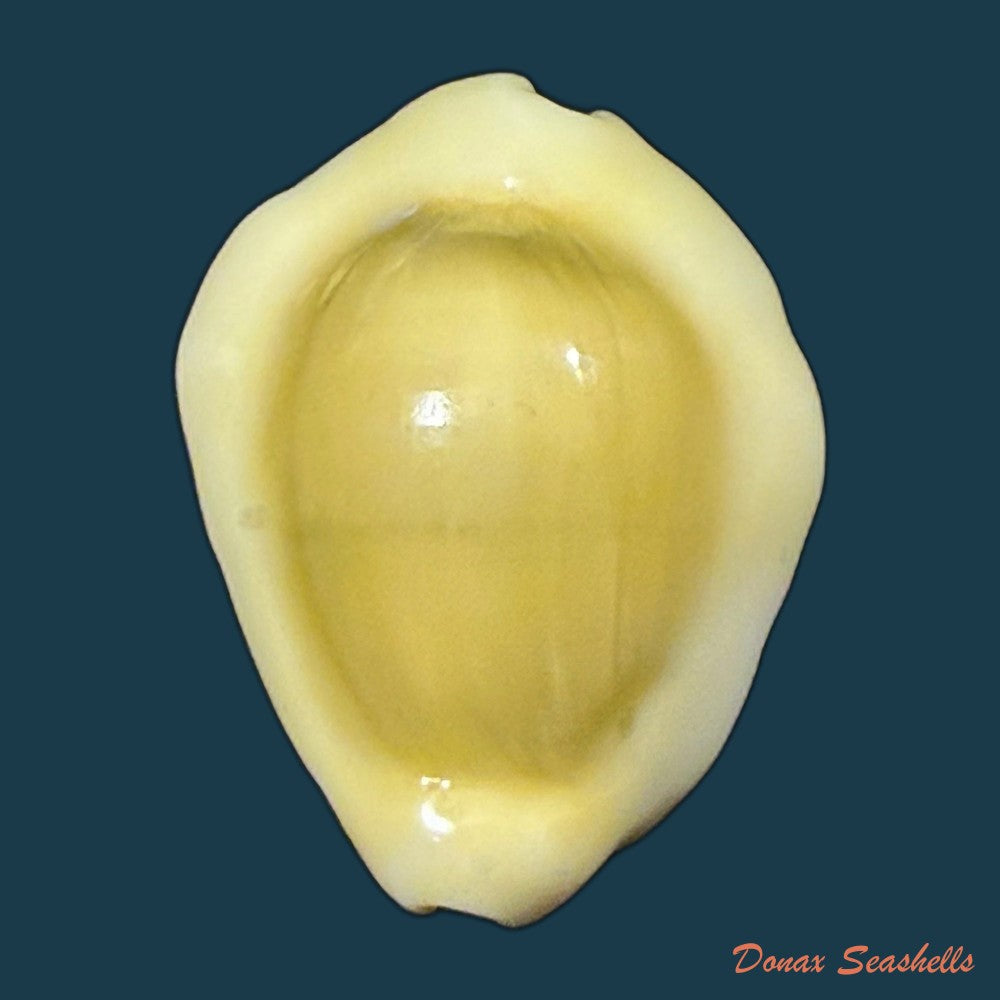 monetaria-moneta-linnaeus-1758-31-1mm-copia