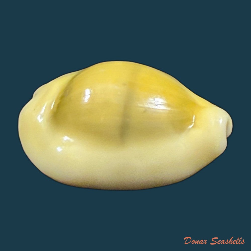 monetaria-moneta-linnaeus-1758-38-1mm-copia