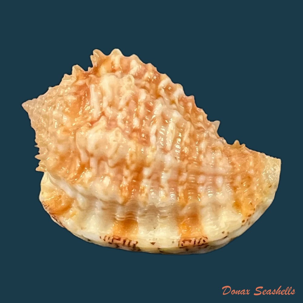 morum-praeclarum-melvill-1919-29-9mm-copia