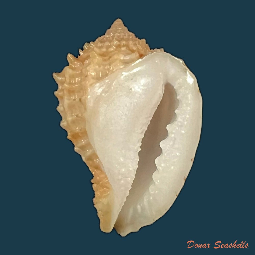 morum-praeclarum-melvill-1919-31-2mm-copia