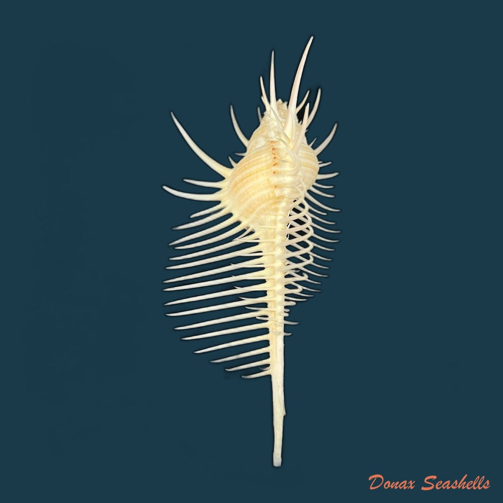 murex-pecten-lightfoot-1786-13mm-copia