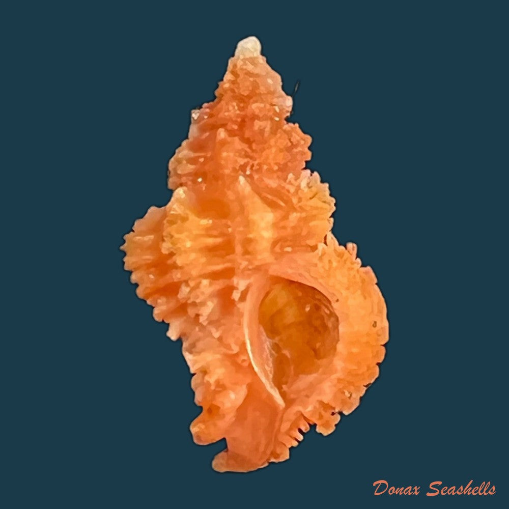muricodrupa-fenestrata-blainville-1832-26-6mm-copia