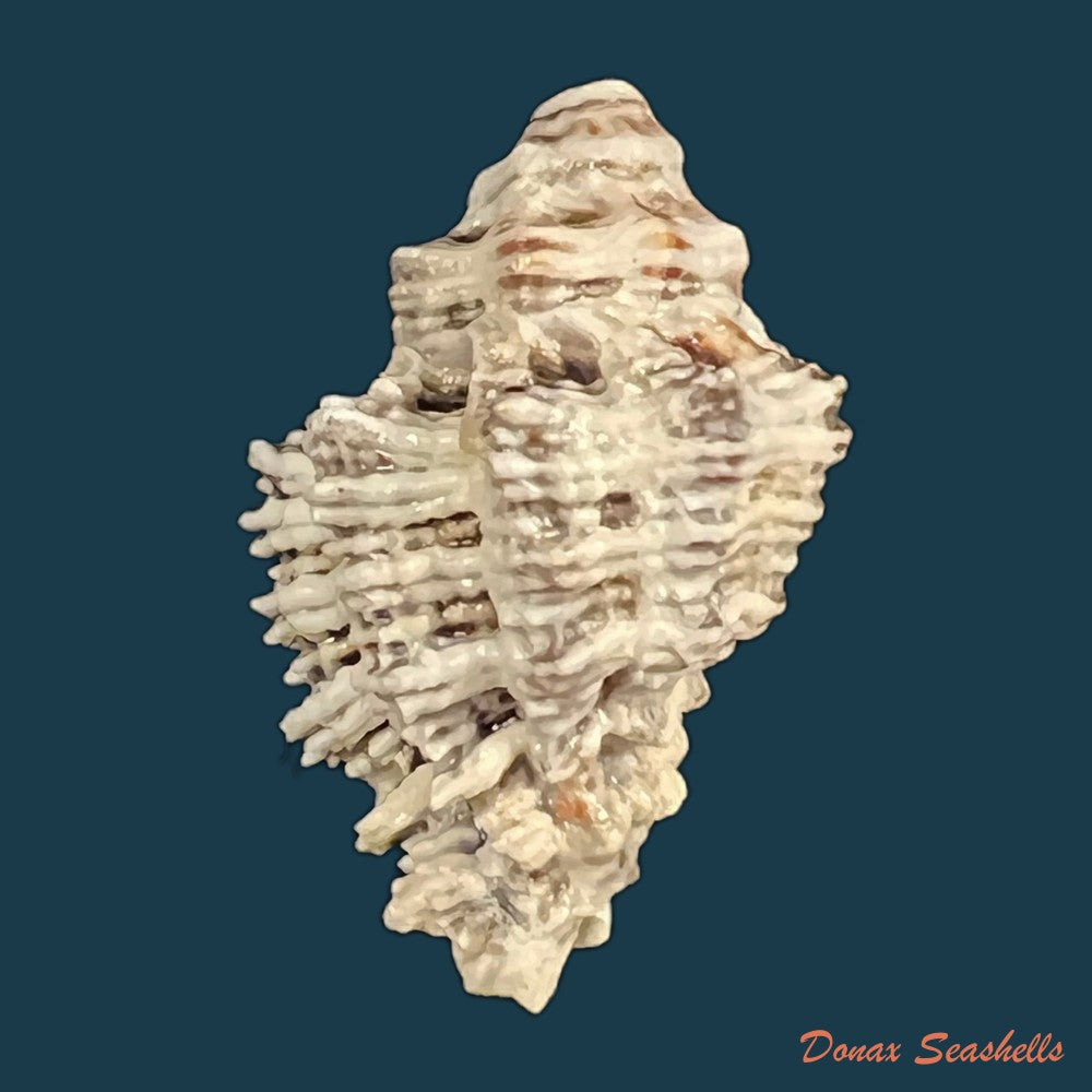 muricodrupa-fenestrata-blainville-1832-31-9mm-copia