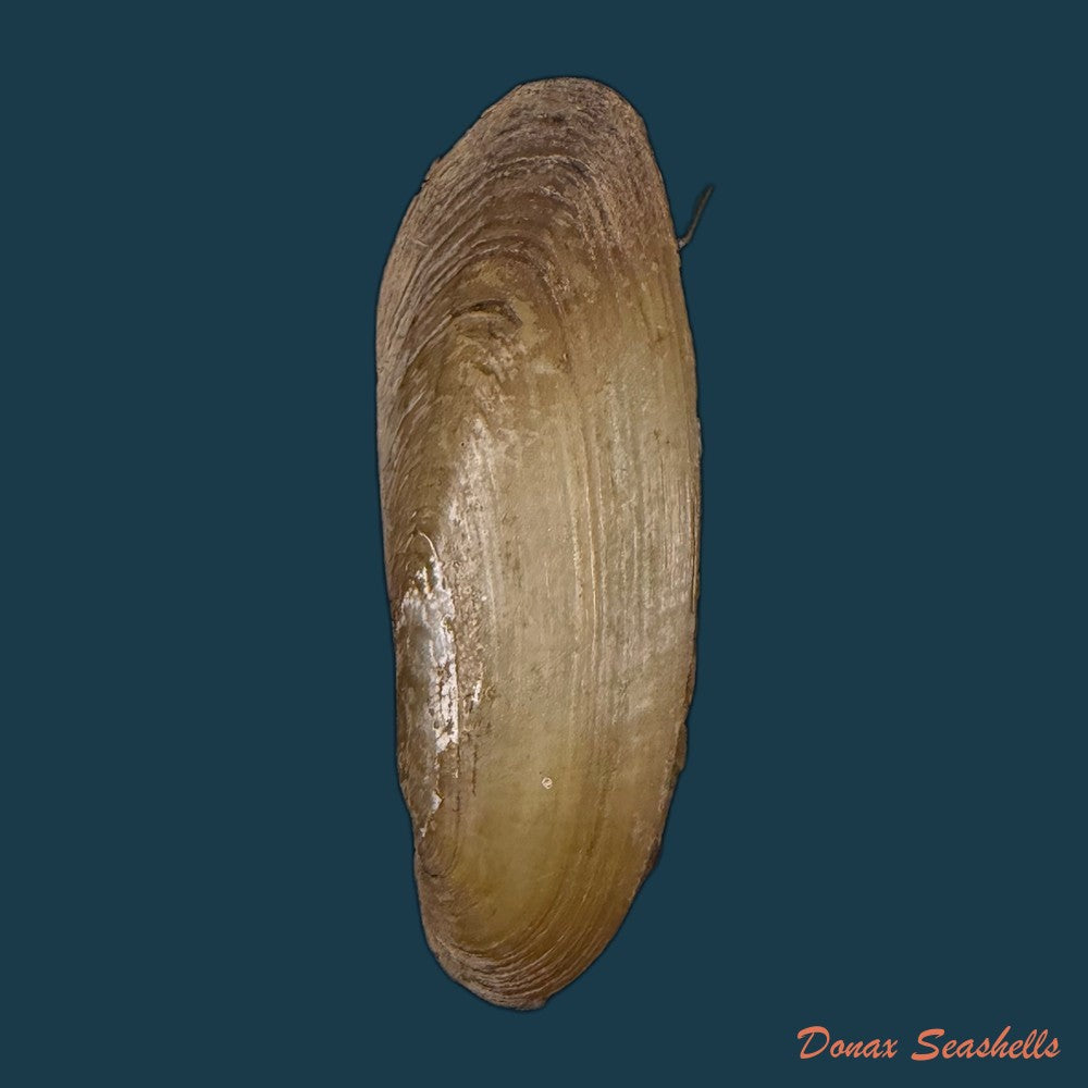 mycetopoda-siliquosa-spix-1827-118-5mm-copia