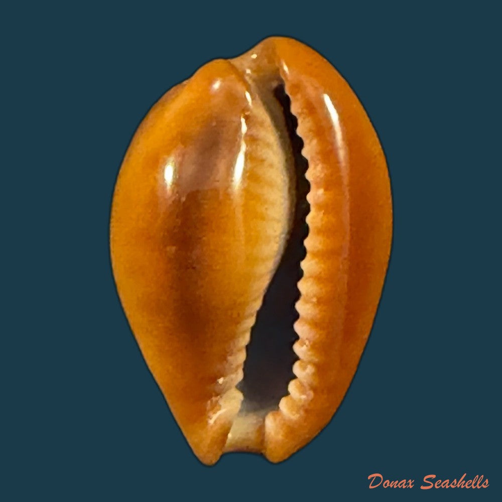 naria-citrina-dauphinensis-lorenz-2002-18-3mm-copia-1