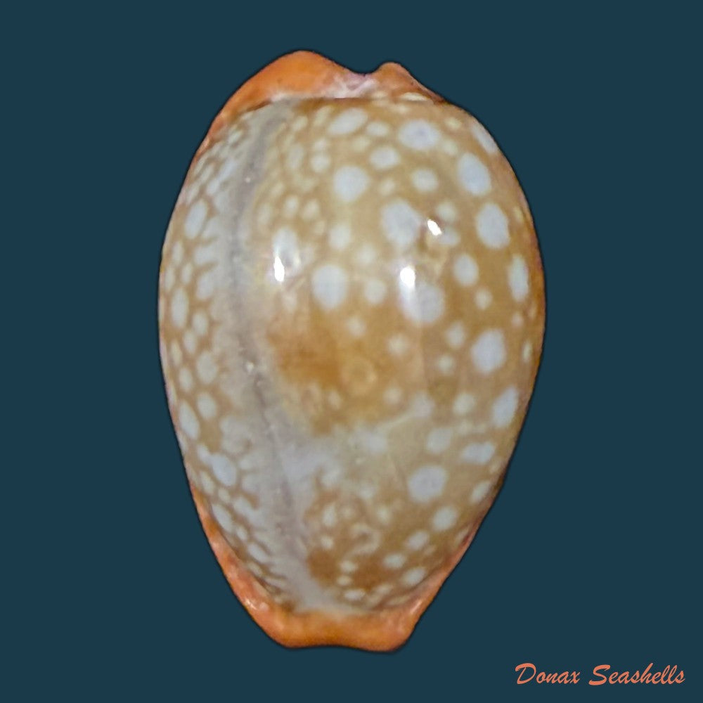 naria-citrina-dauphinensis-lorenz-2002-18-3mm-copia