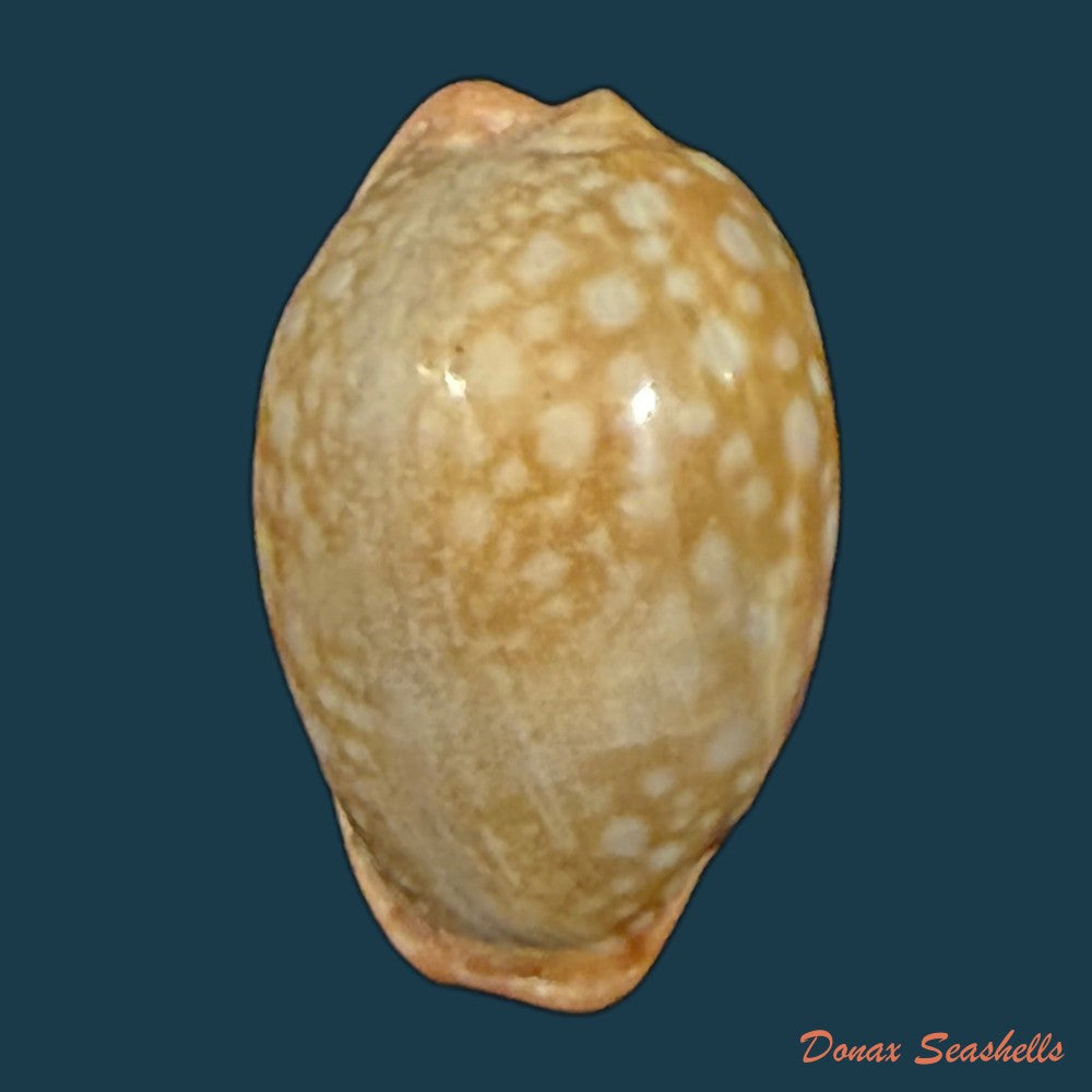 naria-citrina-dauphinensis-lorenz-2002-19-8mm-copia