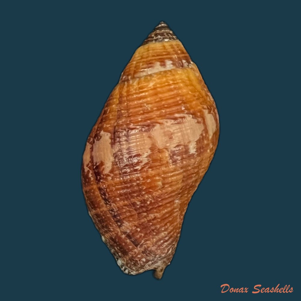 nassa-serta-bruguiere-1789-38mm-copia