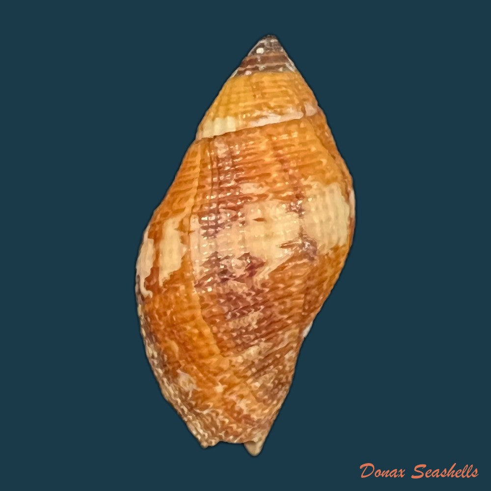nassa-serta-bruguiere-1789-40-5mm-copia