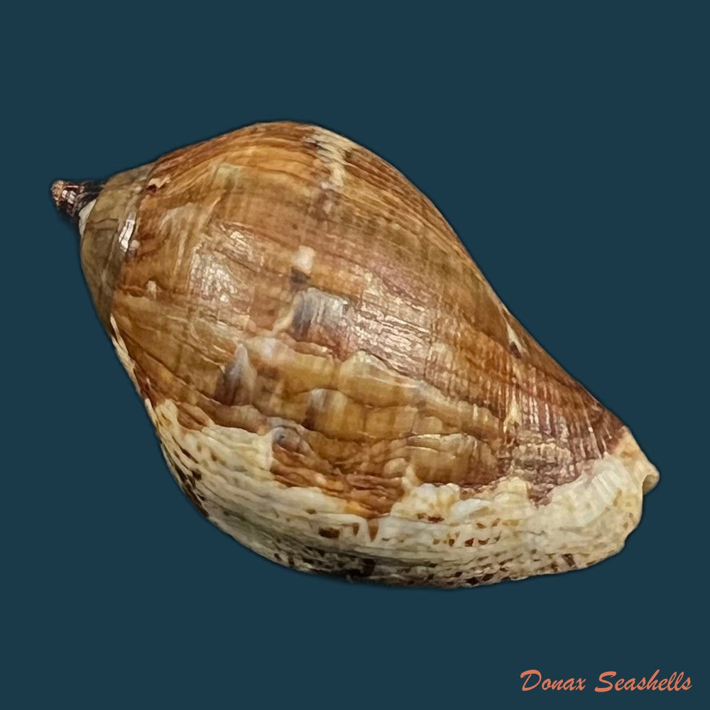 nassa-situla-reeve-1846-38-1mm-copia