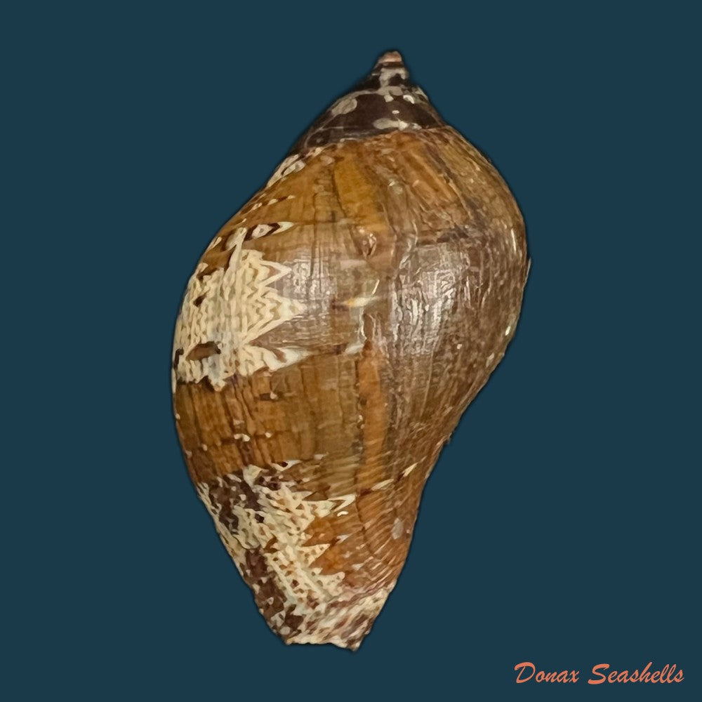 nassa-situla-reeve-1846-40-9mm-copia