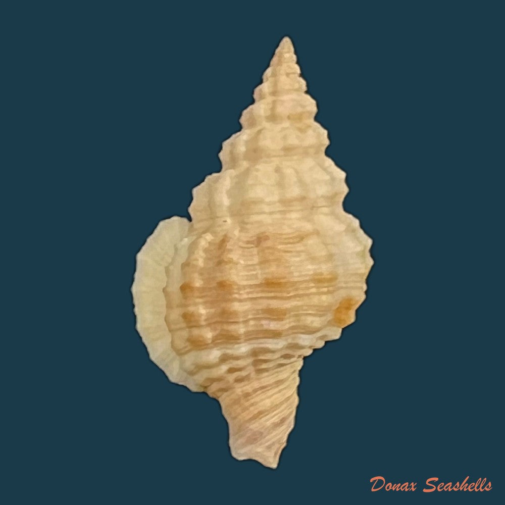 nassaria-acuminata-reeve-1844-25-5mm-copia