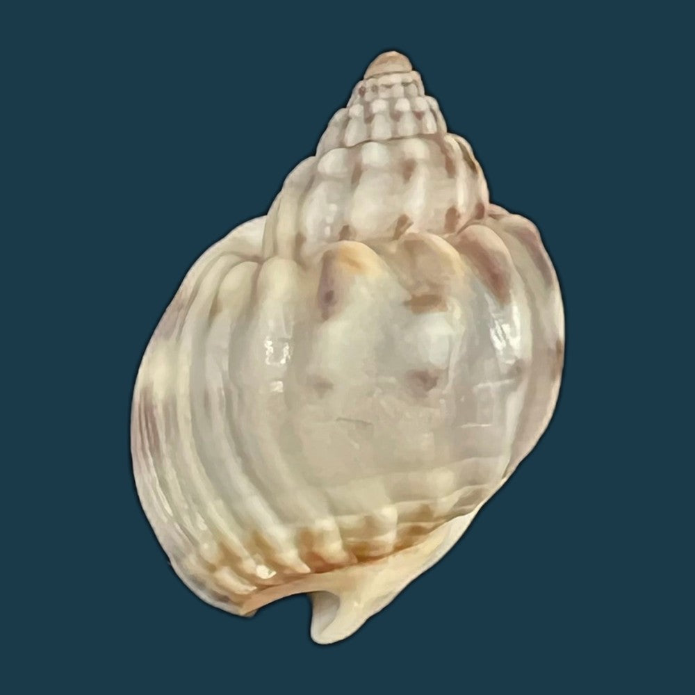 nassarius-acuticostus-montrouzier-1864-18-4mm-copia