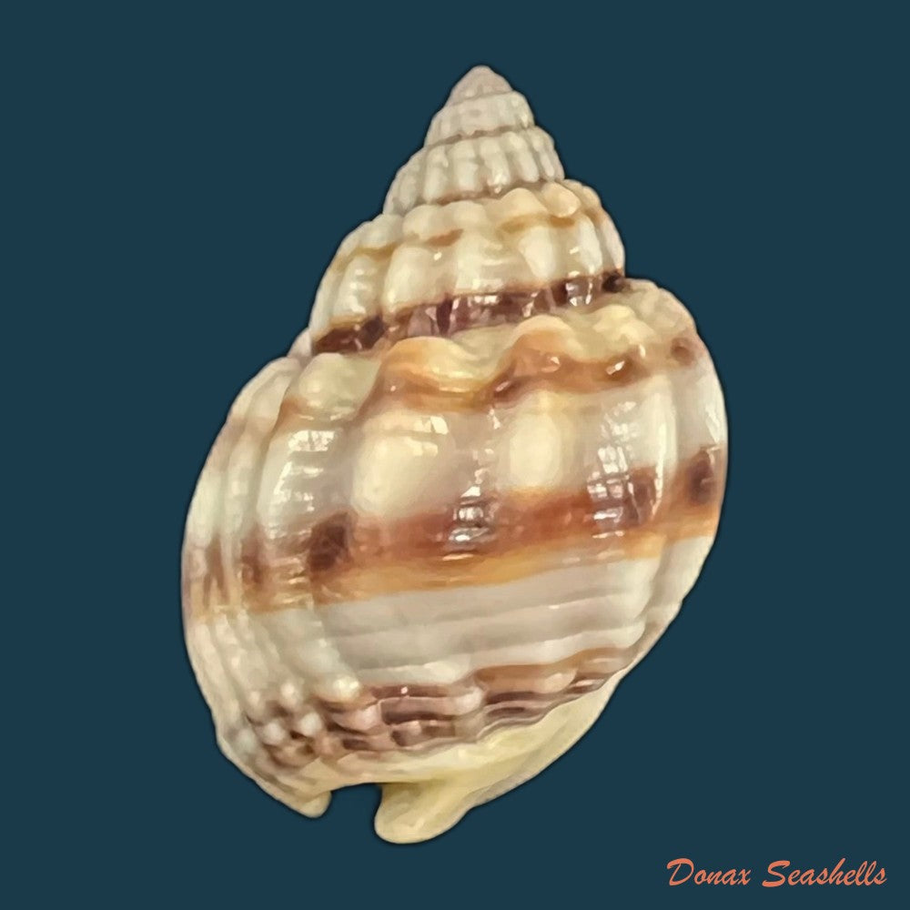 nassarius-acuticostus-montrouzier-1864-18-7mm-copia