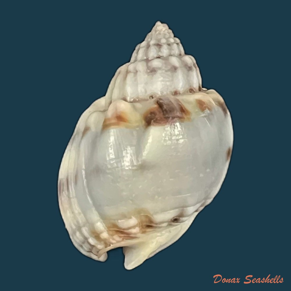 nassarius-albescens-dunker-1846-14-7mm-copia
