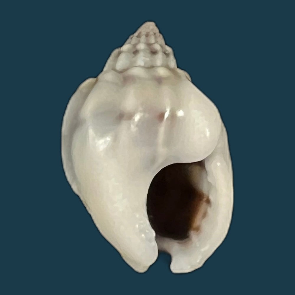 nassarius-albescens-dunker-1846-14-7mm-copia