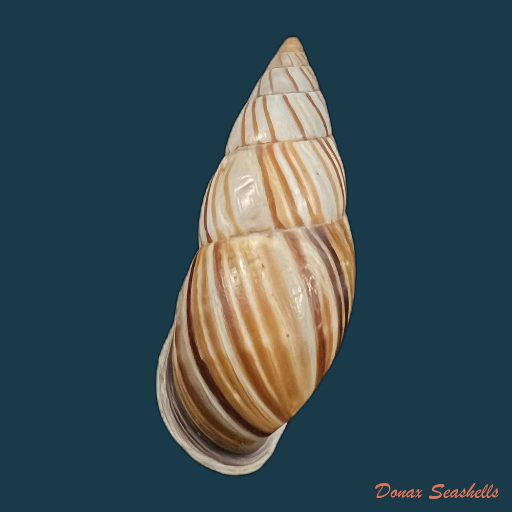 neopetraeus-lobbii-reeve-1849-39-1mm-copia