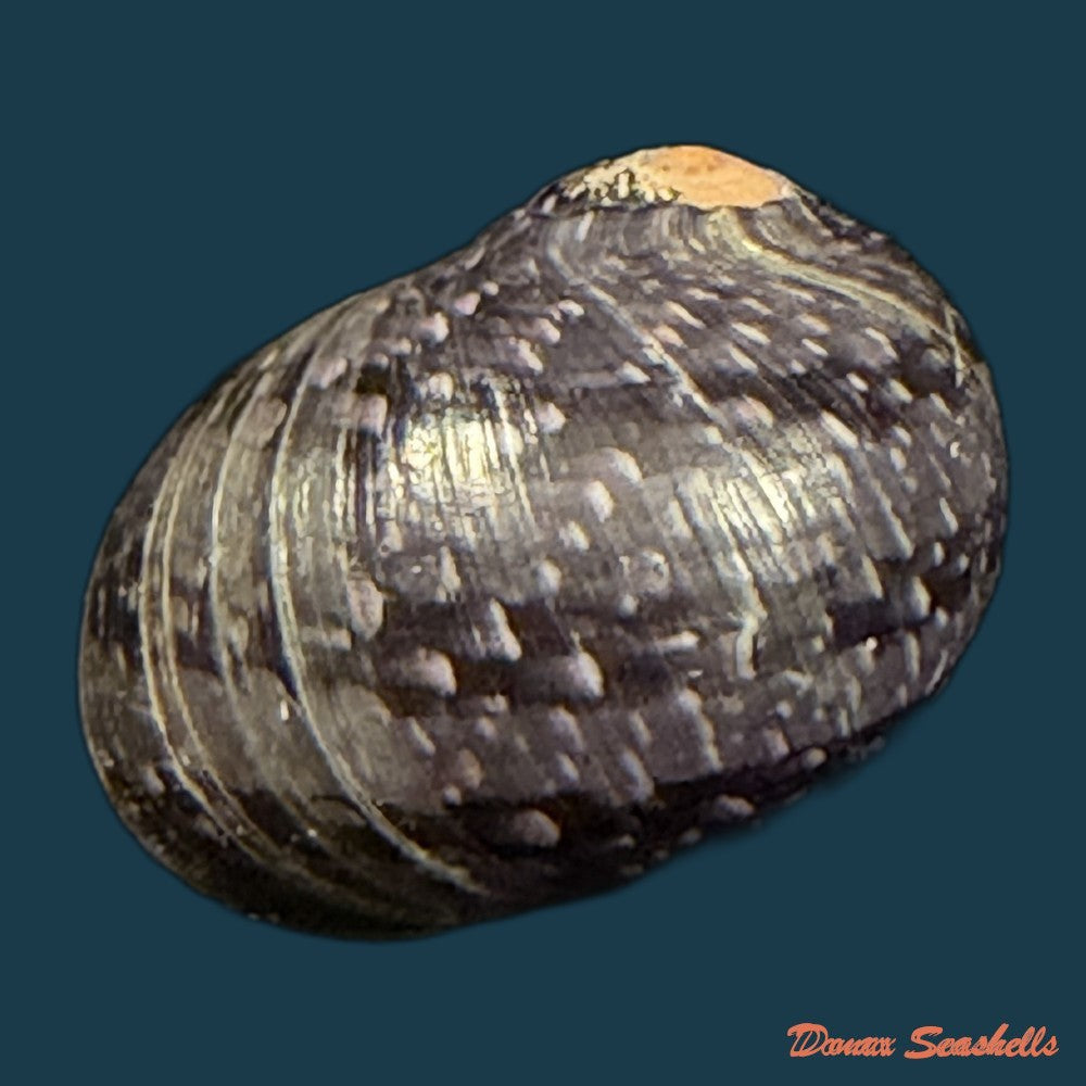 neritodryas-cornea-linnaeus-1758-23-1mm-copia