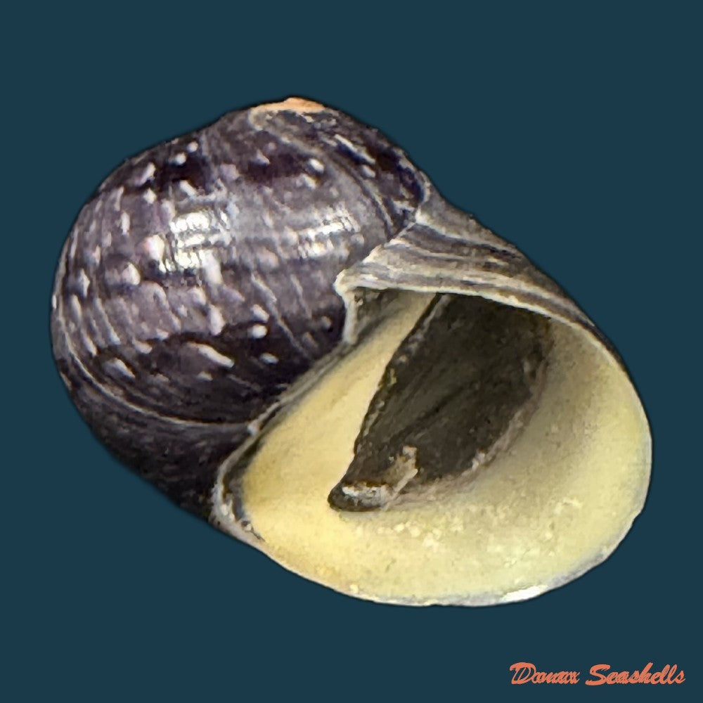 neritodryas-cornea-linnaeus-1758-23-1mm-copia