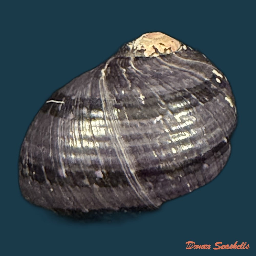 neritodryas-cornea-linnaeus-1758-23-6mm-copia