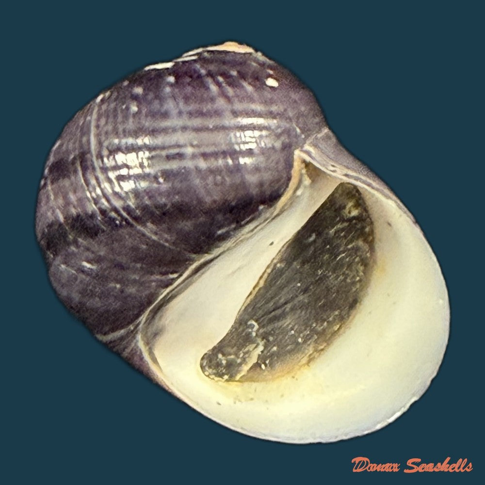 neritodryas-cornea-linnaeus-1758-23-6mm-copia