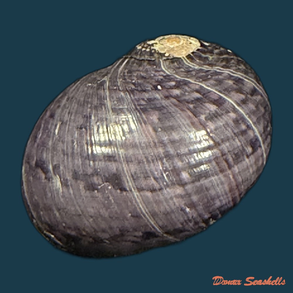 neritodryas-cornea-linnaeus-1758-24-2mm-copia