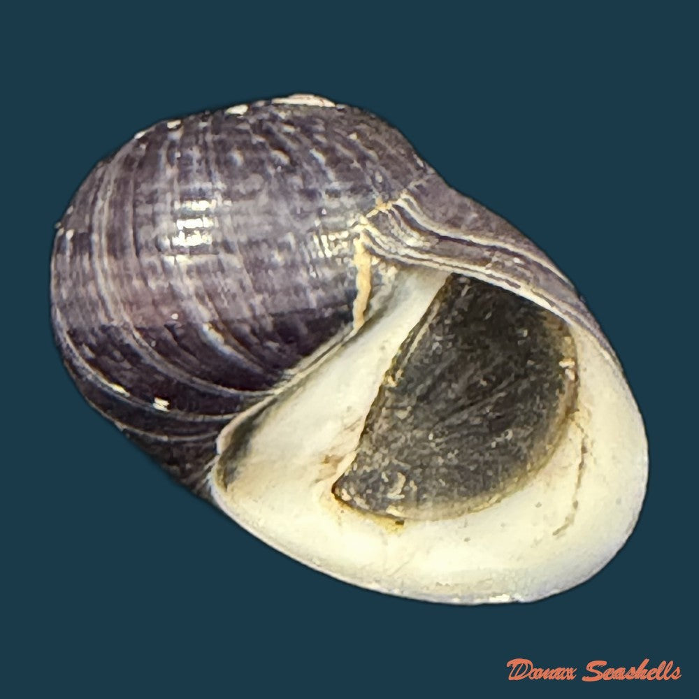 neritodryas-cornea-linnaeus-1758-24-2mm-copia