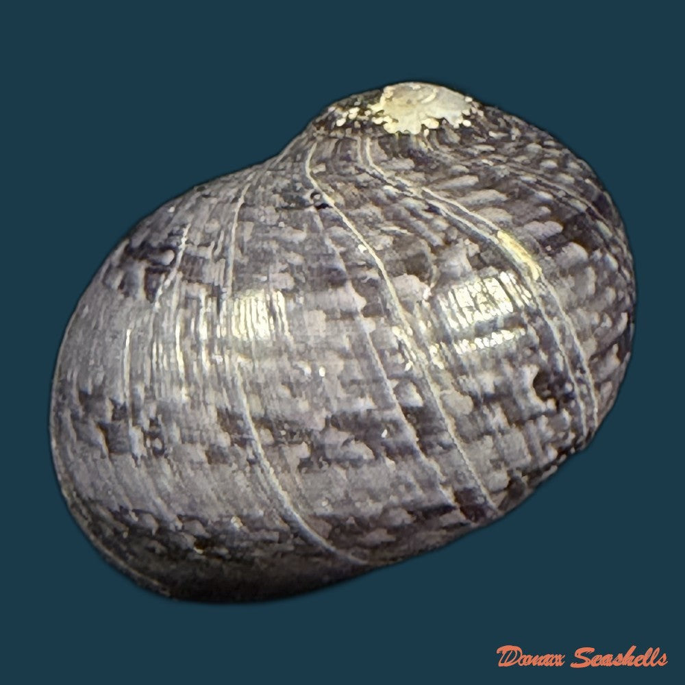 neritona-melanesica-riech-1935-30-1mm-copia