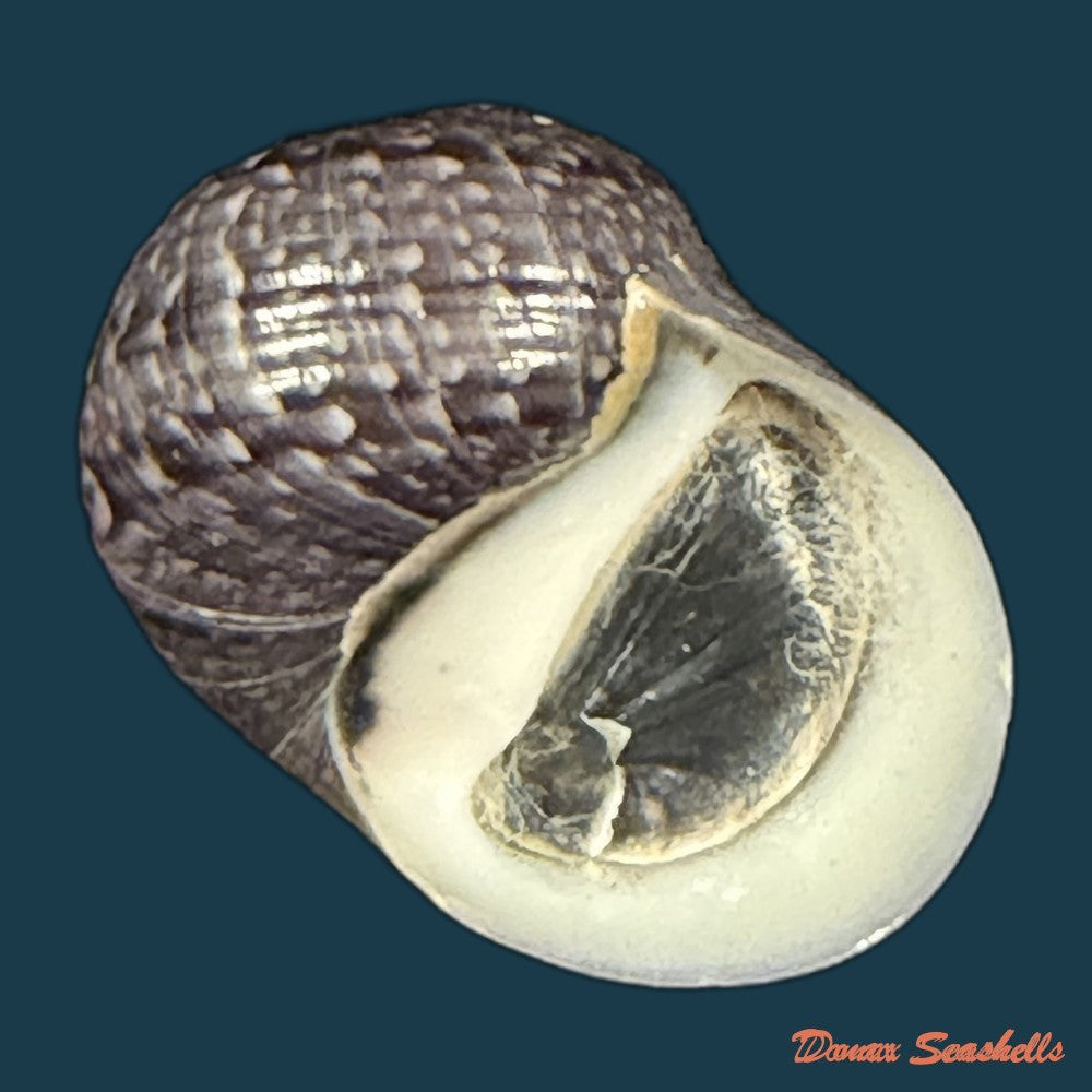 neritona-melanesica-riech-1935-30-1mm-copia