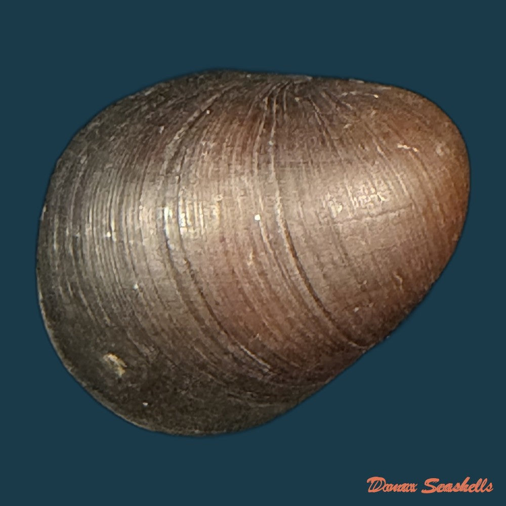 neritona-melanesica-riech-1935-31-1mm-copia