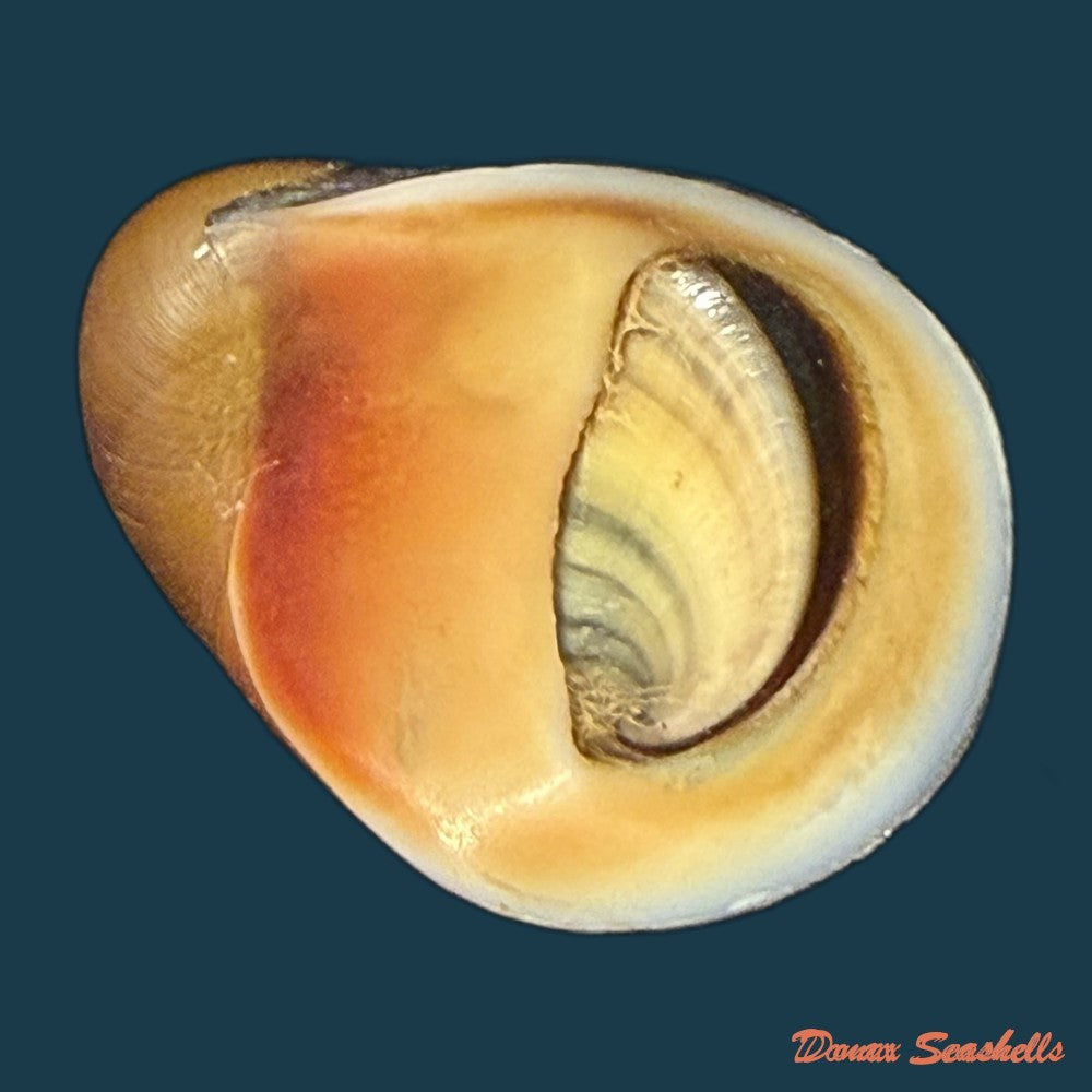 neritona-melanesica-riech-1935-31-1mm-copia