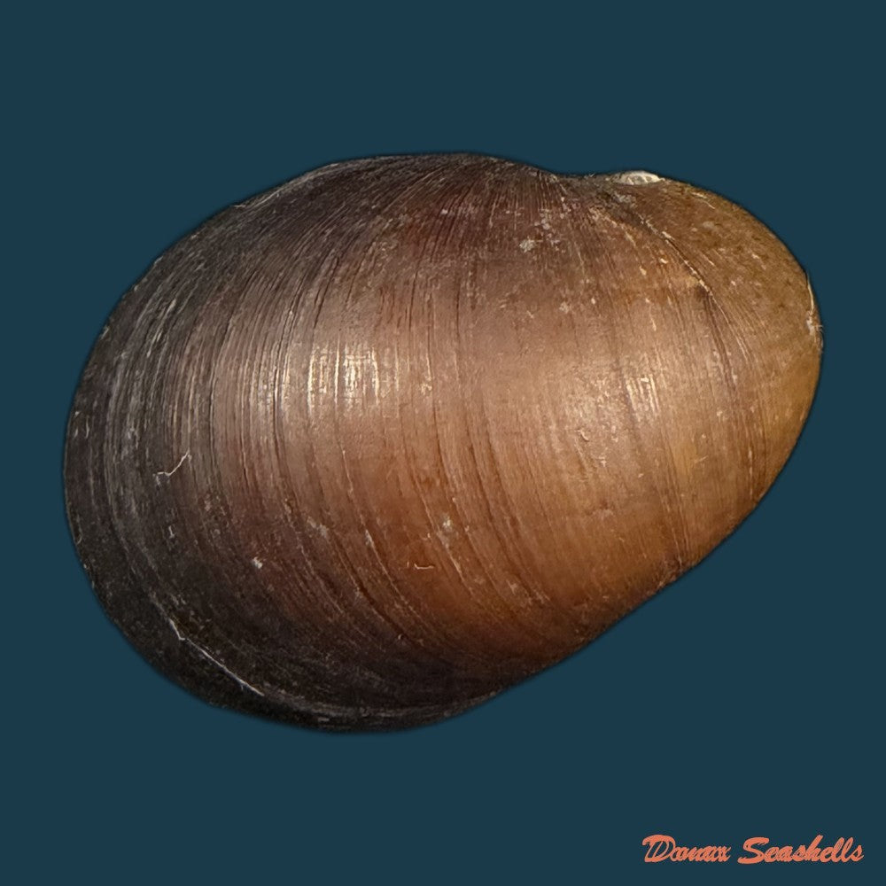 neritona-melanesica-riech-1935-32-7mm-copia